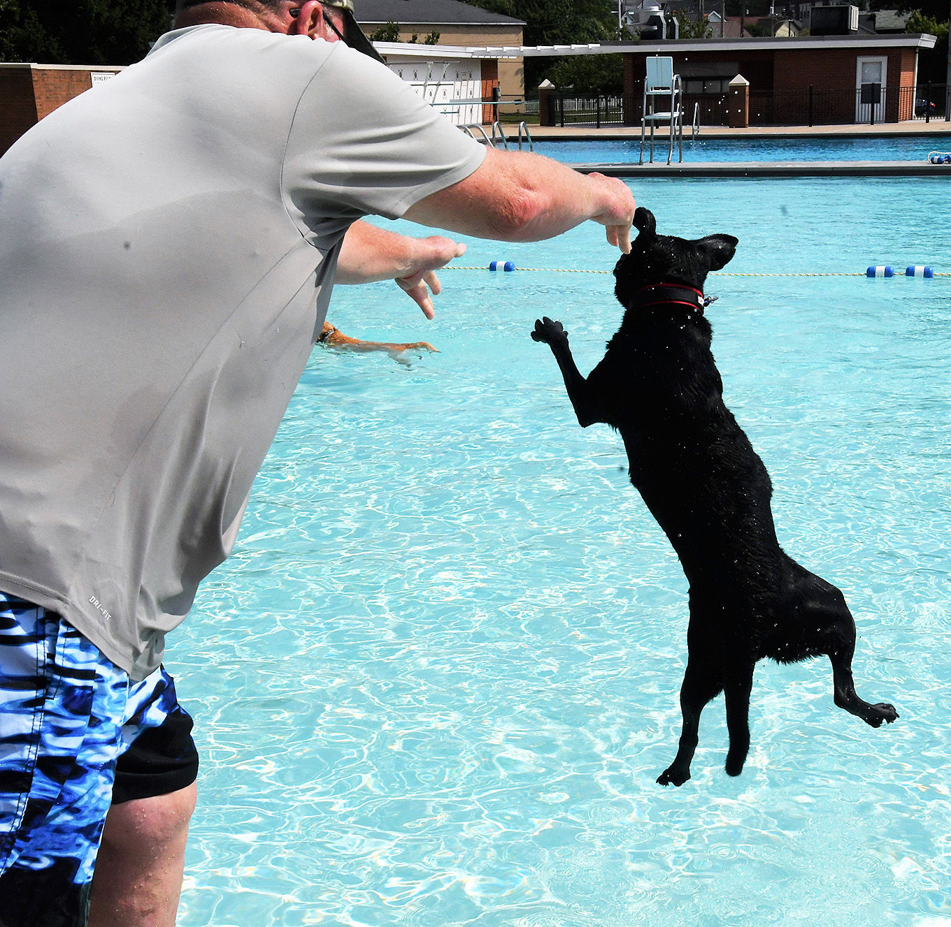 Pooches in the Pool